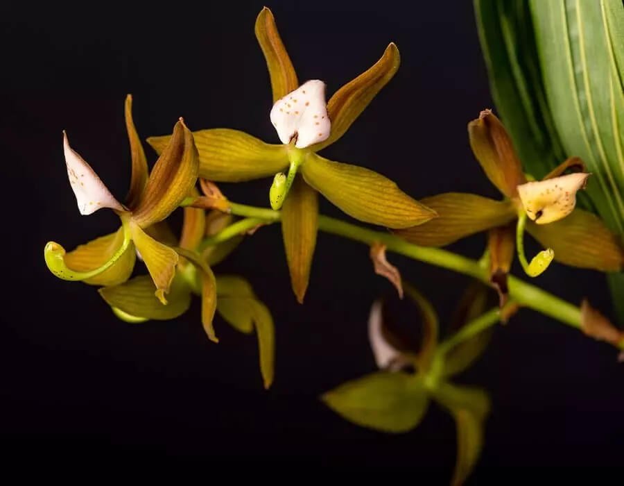 vinculos orquideas