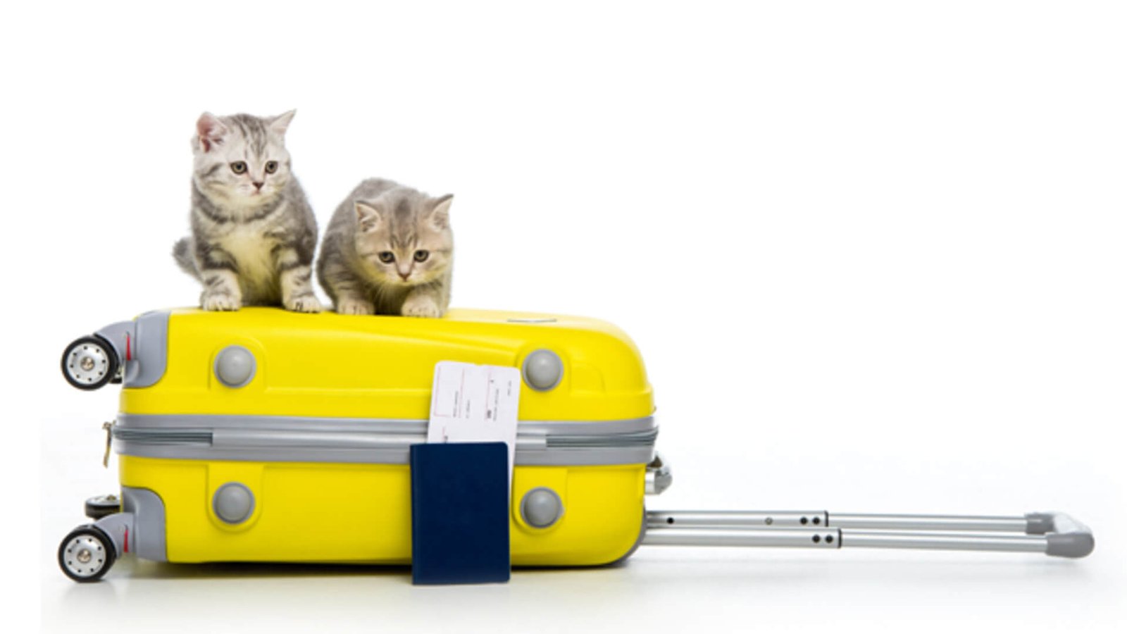 gatos viajeros