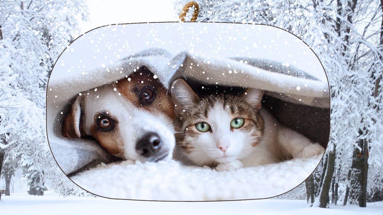 Featured image for “Cómo cuidar a tu mascota durante el invierno”