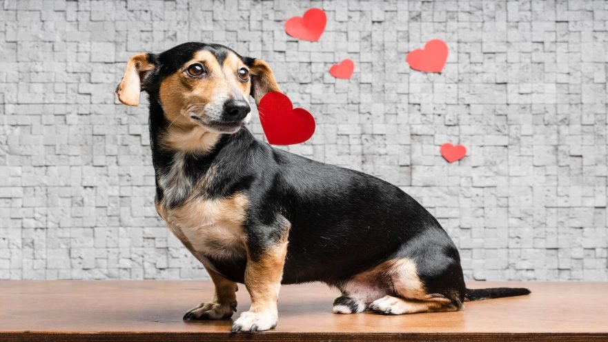 san valentín con tu mascota perros y gatos