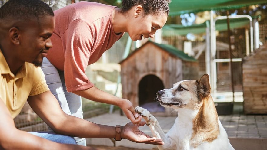 adoptar mascotas mejora tu vida