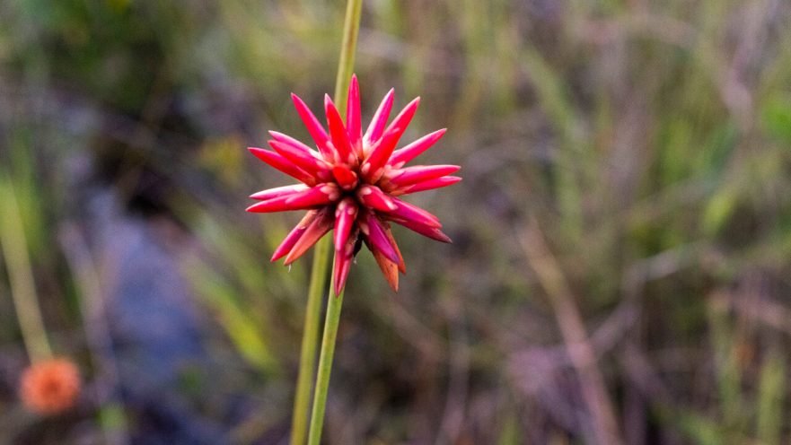 Flores eternas de puerto inírida