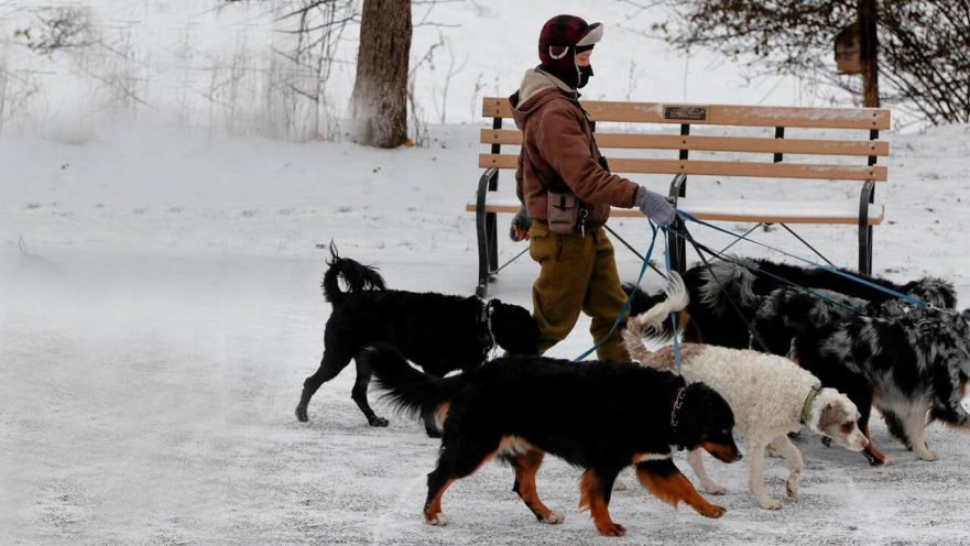 paseo y cuidado de perros