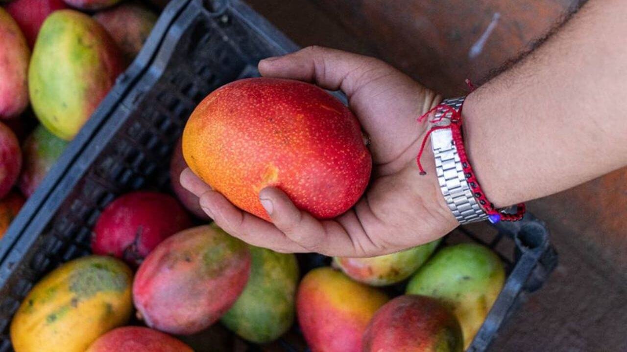 exportación de mango dulce a U.S.A