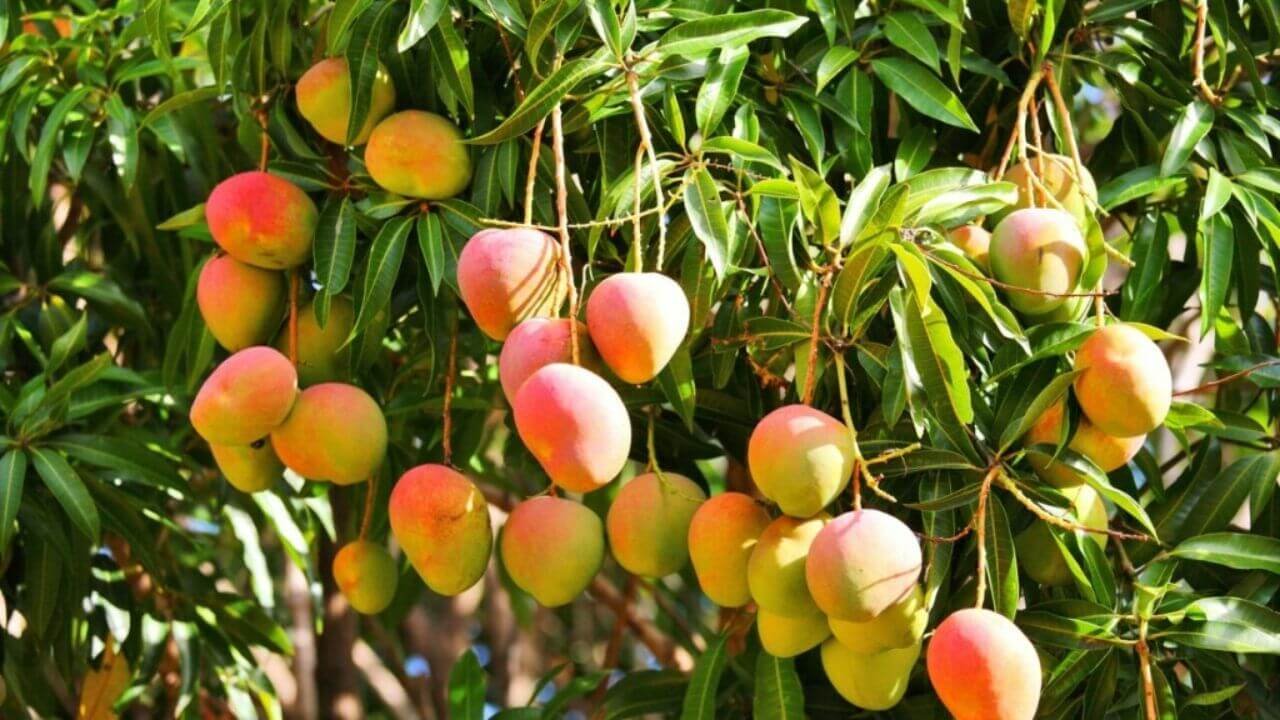 exportación de mango dulce a U.S.A