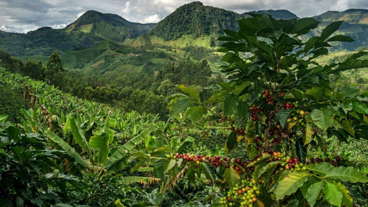 montañas de Colombia cafeteras