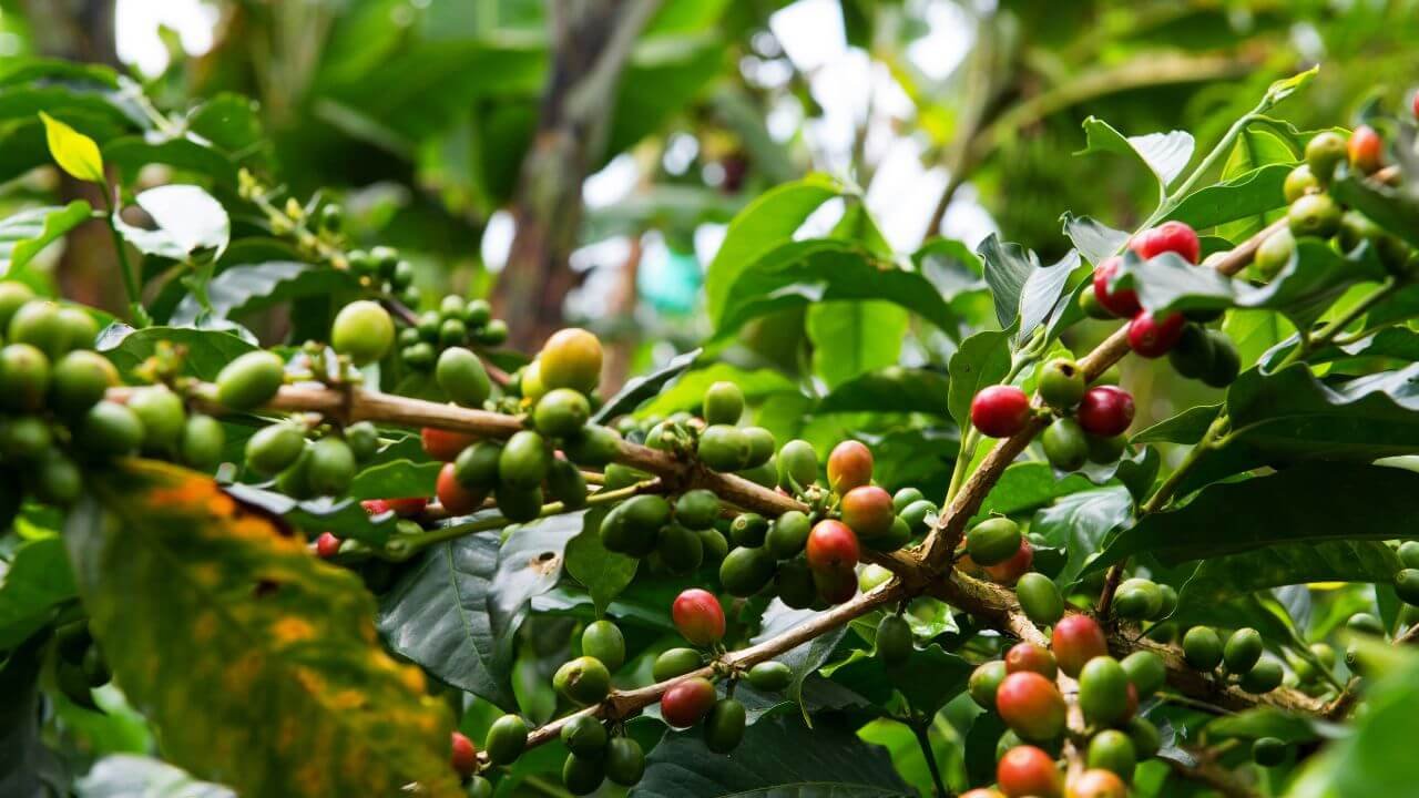 el mejor café del mundo es colombiano