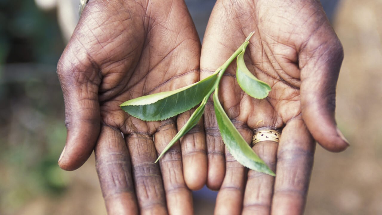 Colombia más que café también Té