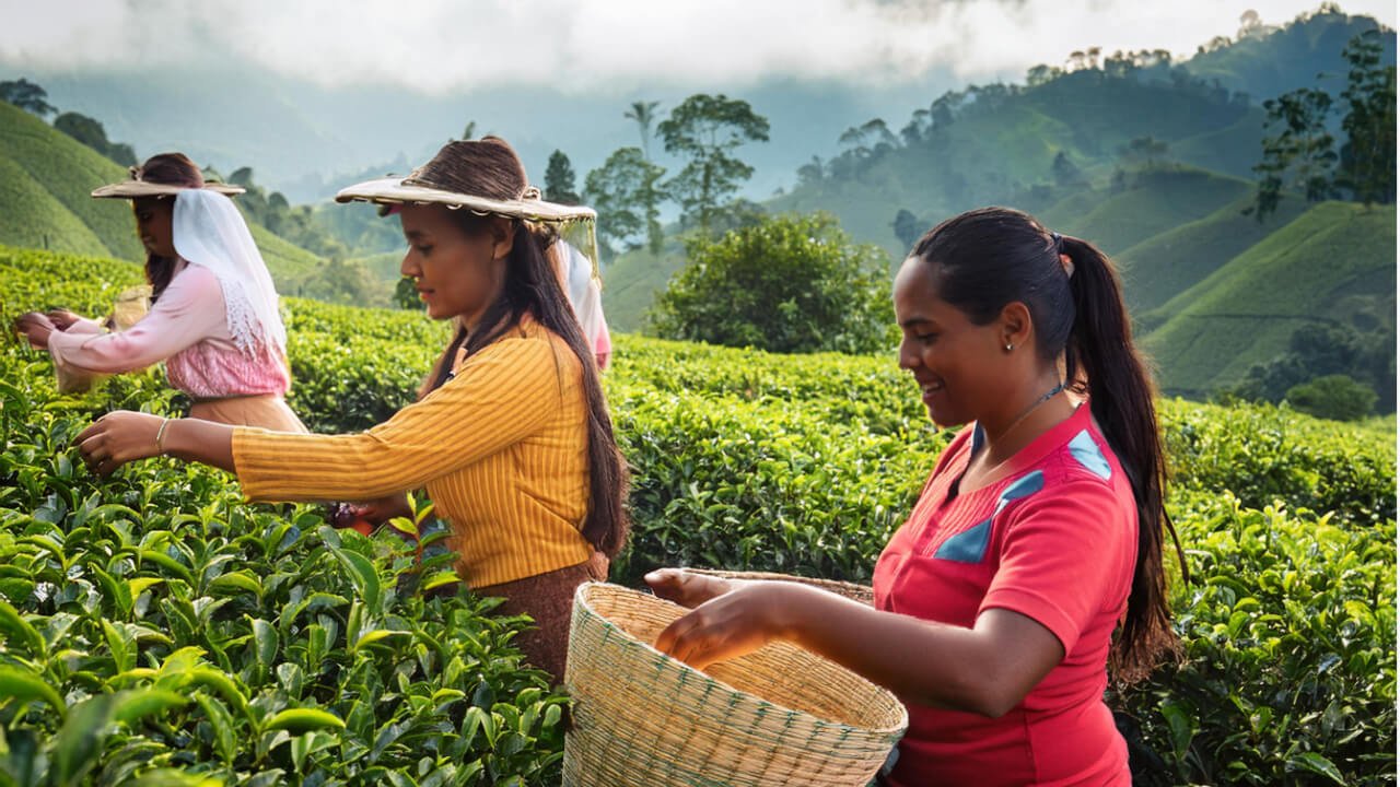 Té colombiano 